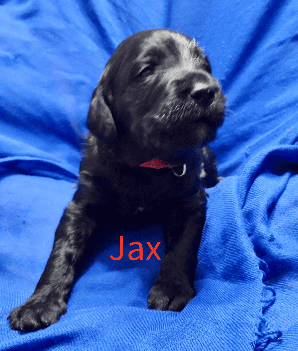 Labradoodle! image 15