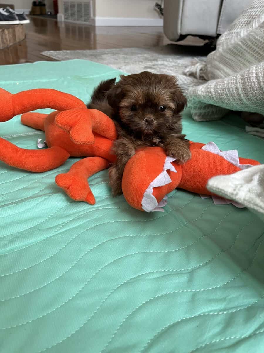 Shih Tzu image 2