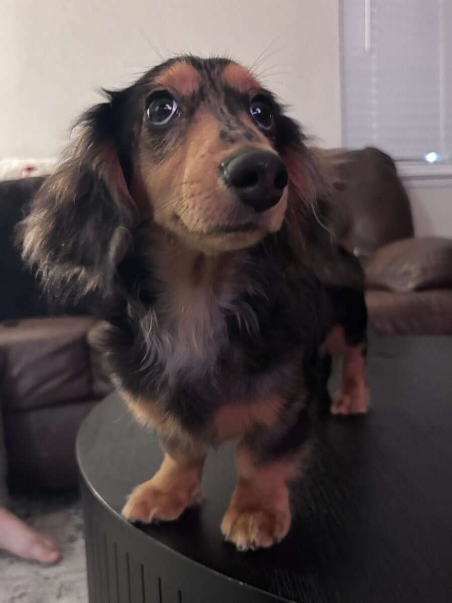 7 Month Male Mini Dachshund image 2