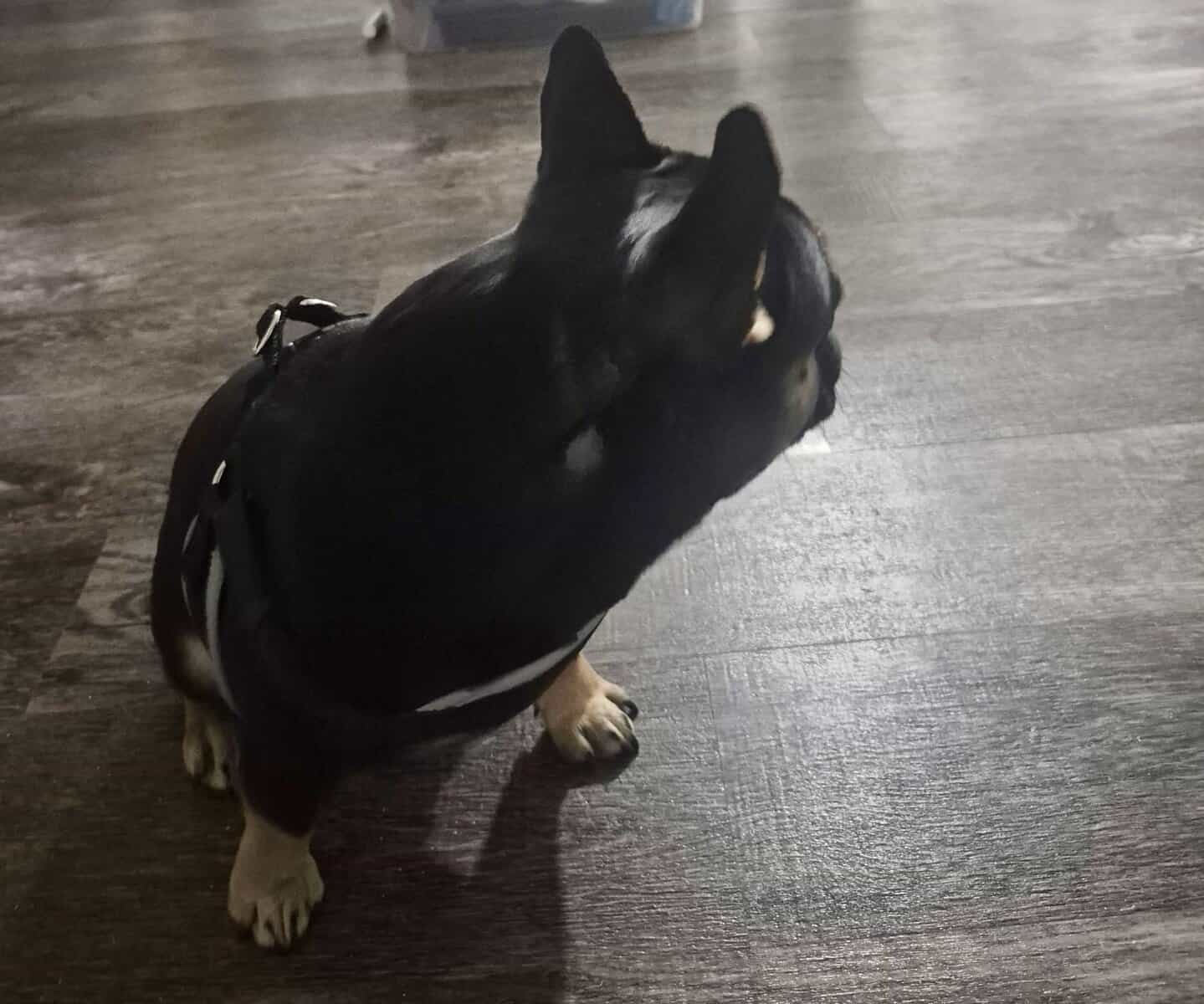French Bulldog Male pup image 4