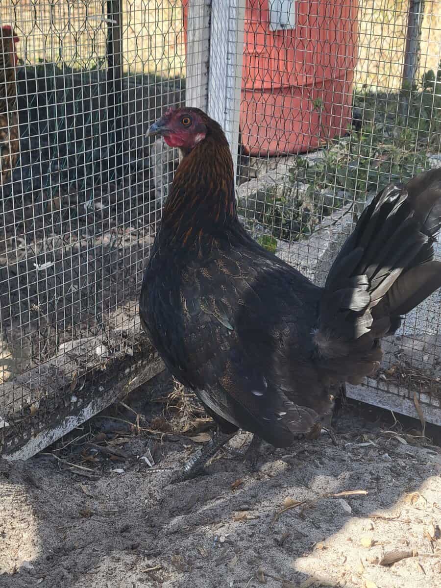Chicken image 2