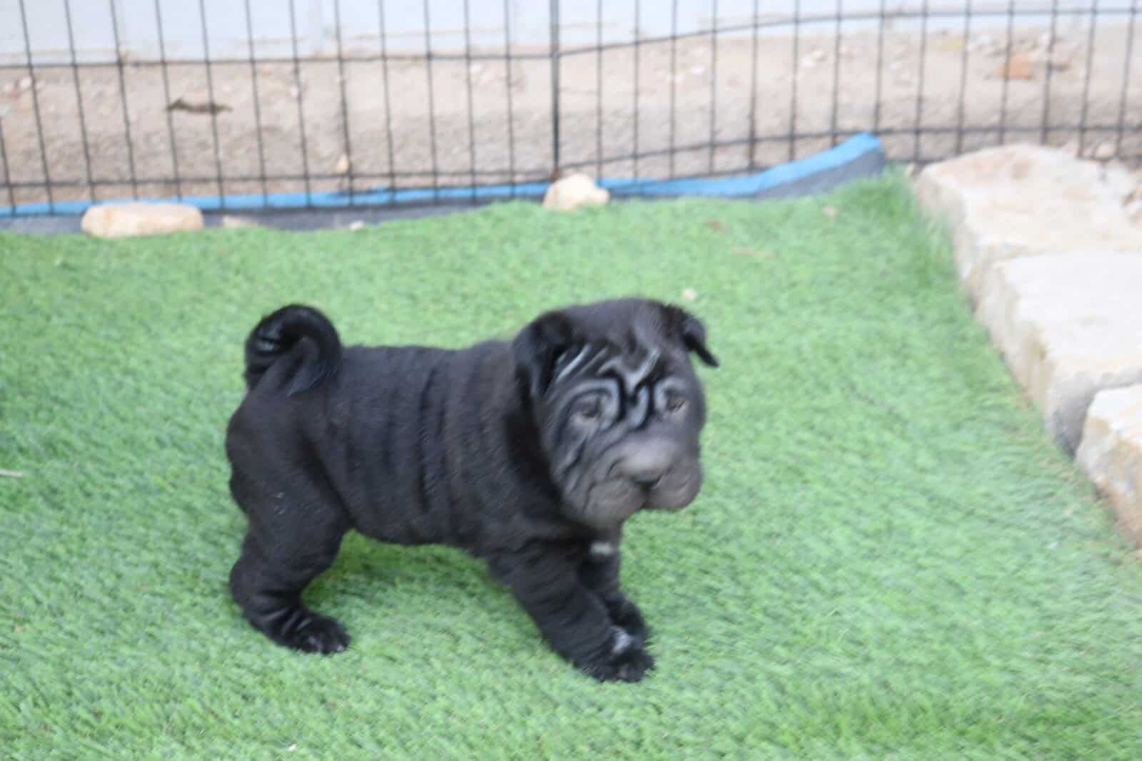 Buttercup Pups image 4
