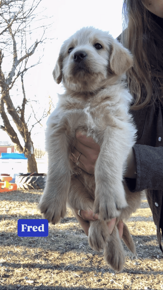 Kansas Labradoodles image 7