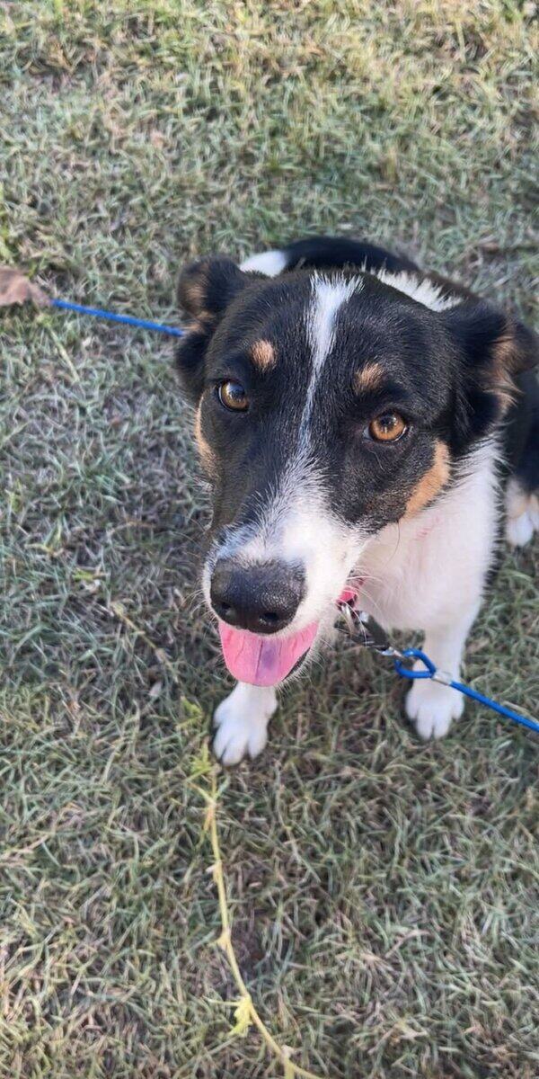 Australian shepherd image 1
