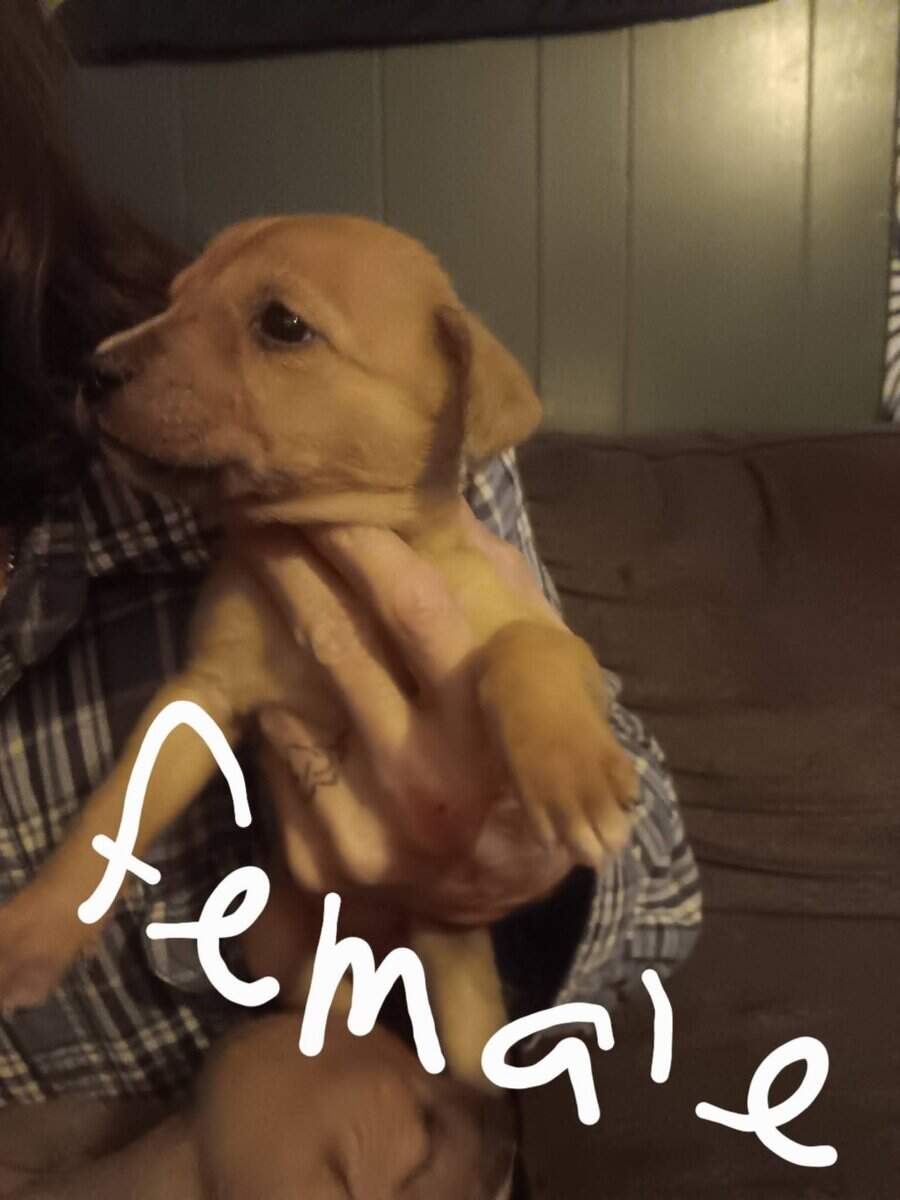 Free Puppies image 3