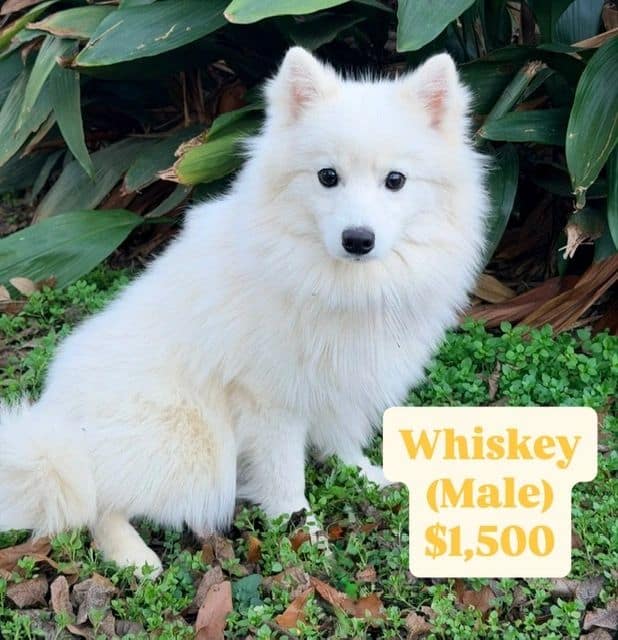 POMSKY PUPPIES image 3