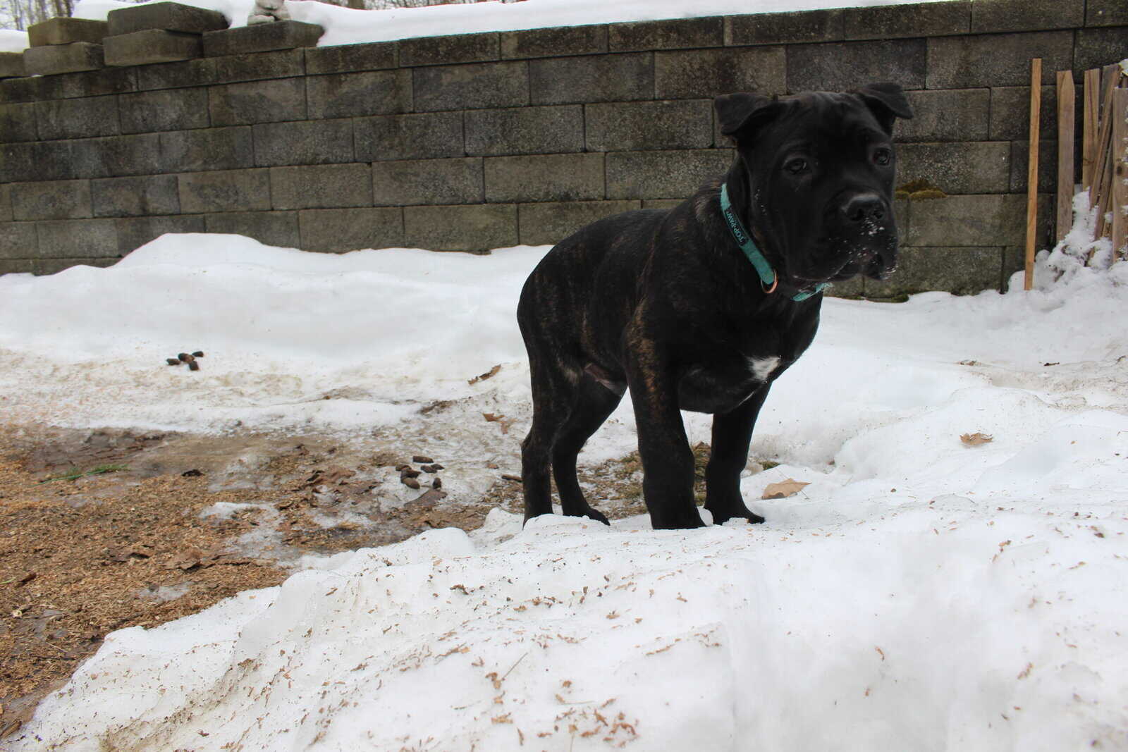 AKC Cane Corso puppies image 7
