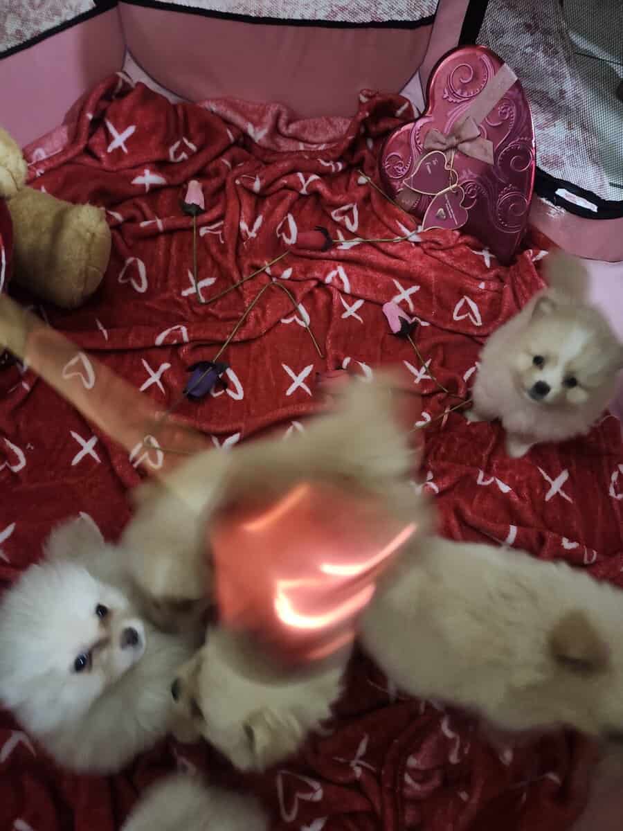 Pomeranian image 2