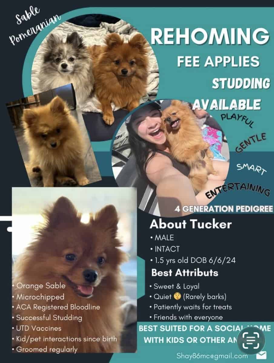 Pomeranian- Male- Purebred image 2