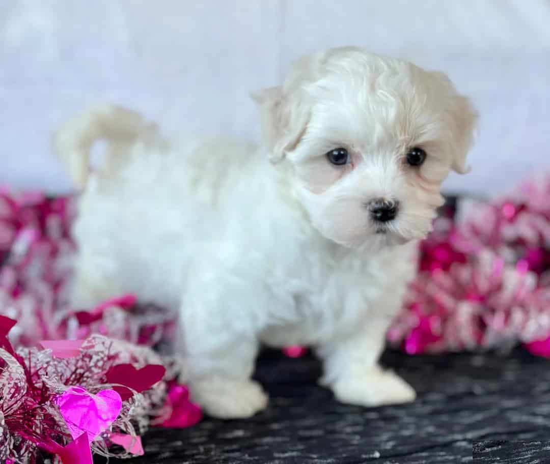 Female Maltese Puppy image 4