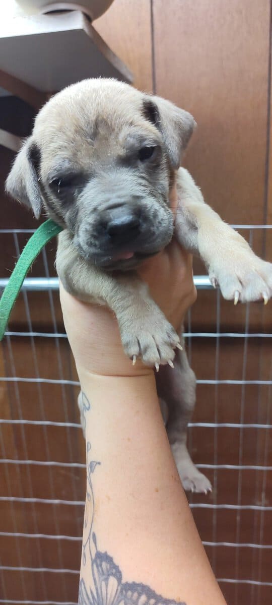 Great Dane puppies image 9
