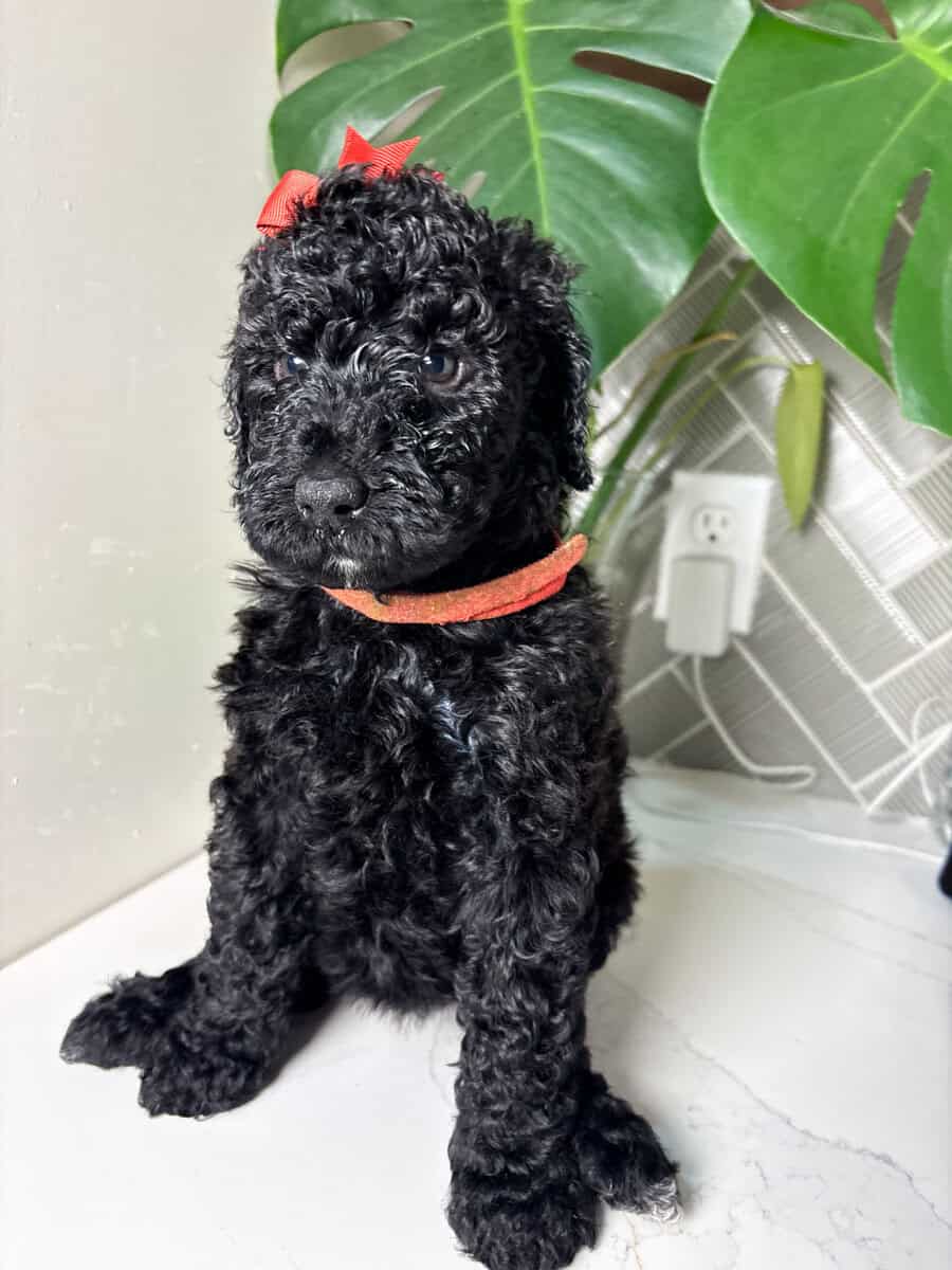 Multigen labradoodles image 3