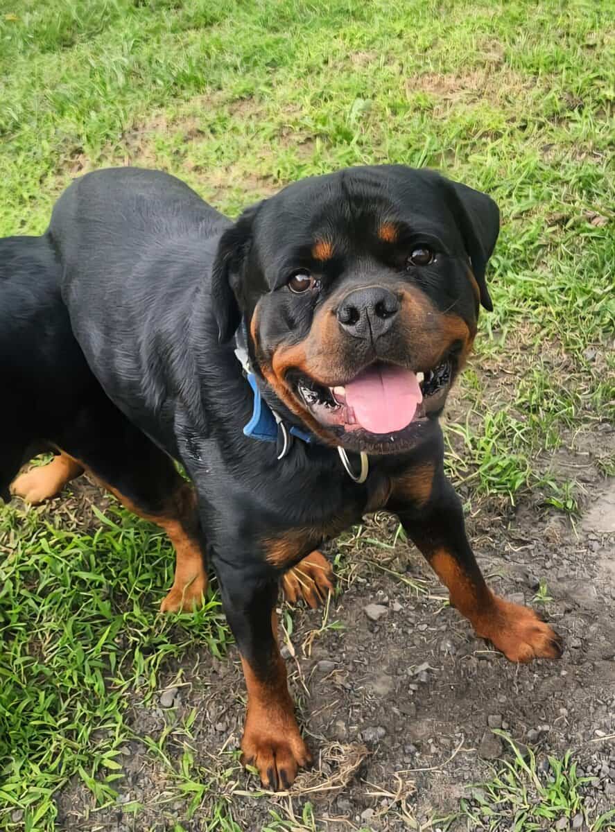 Rottweiler puppies AKC image 1