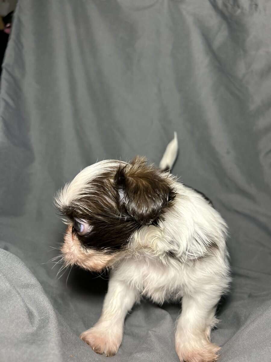 Mochi image 5