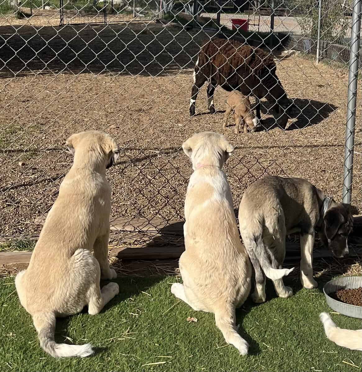 AKC Champion line working dogs image 3
