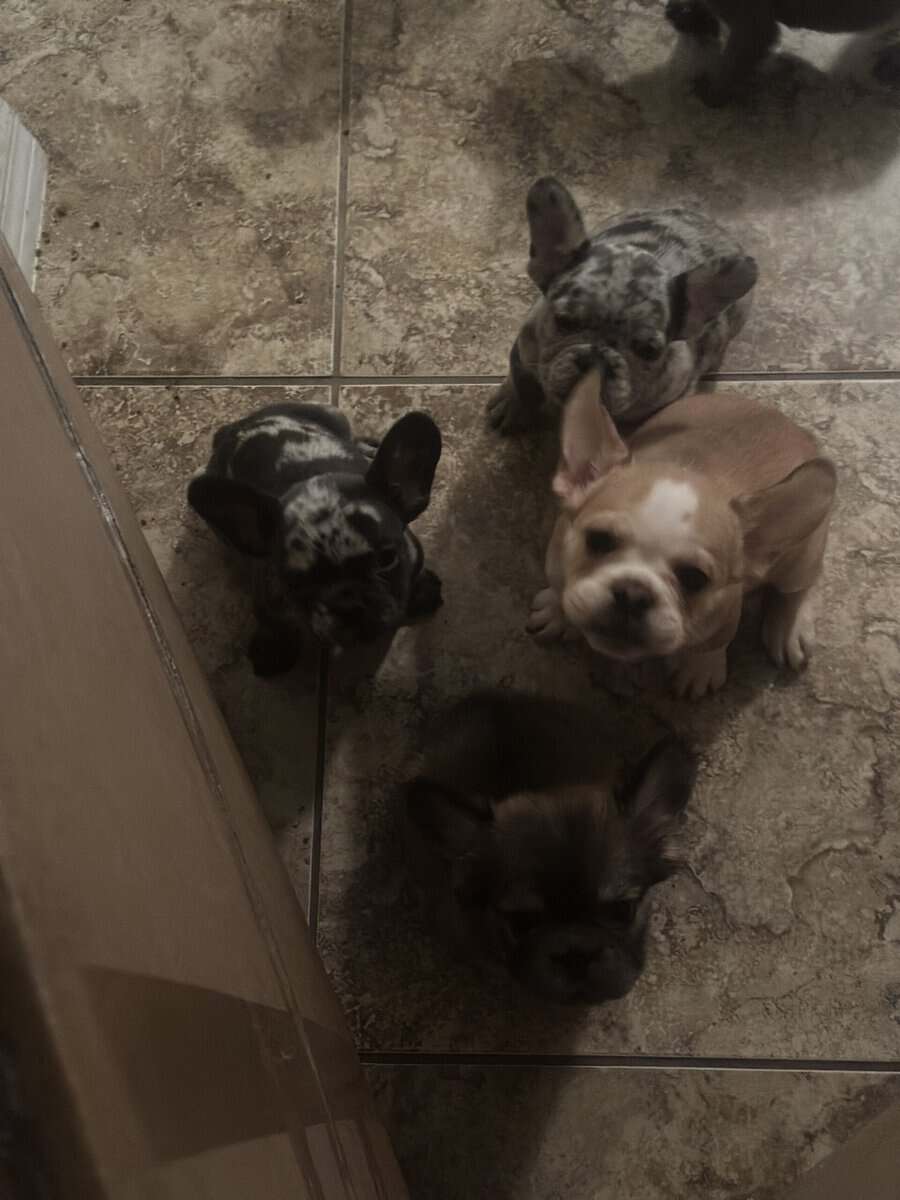 Exotic French Bulldog Puppies for sale image 2