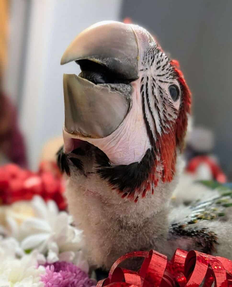 Rare Jubilee Macaw Super Sweet With Vibrant Colors image 5