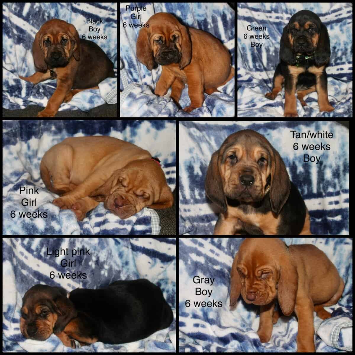 Bloodhounds image 1
