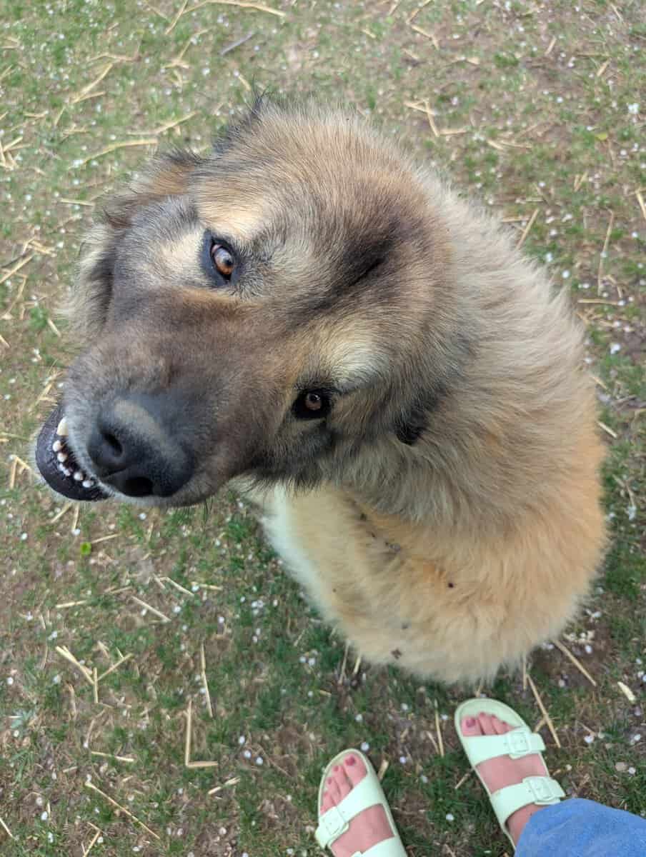 Handsome Anatolian Pyrenees image 3