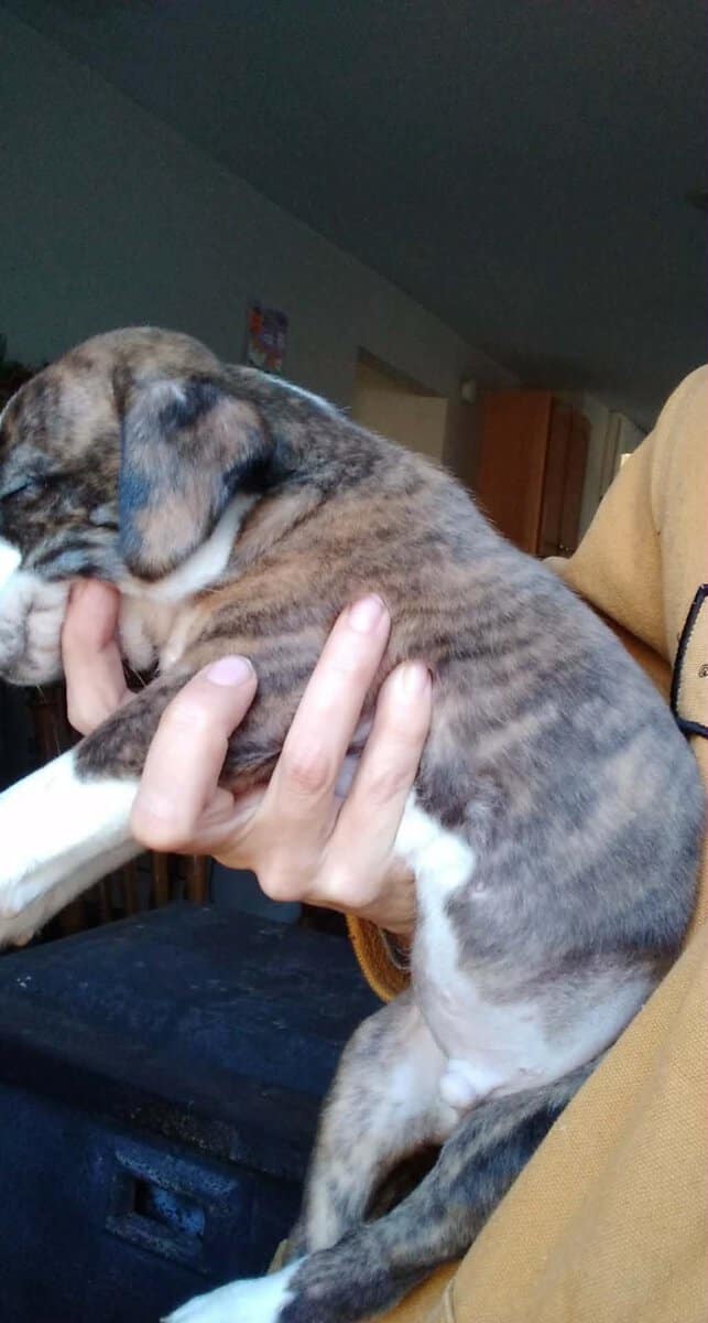 Puppies image 5