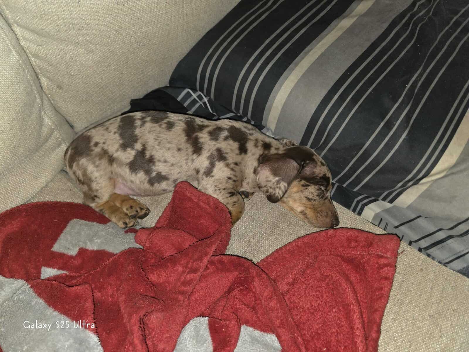 Chiweenie puppies image 2