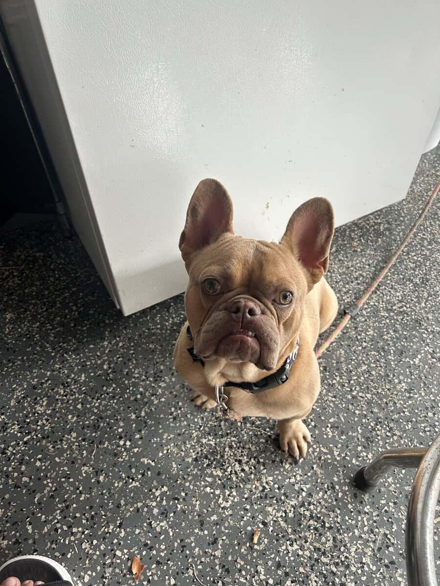 Hazel eye frenchie image 3