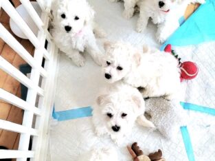 Healthy male and female Maltese puppies for adopti