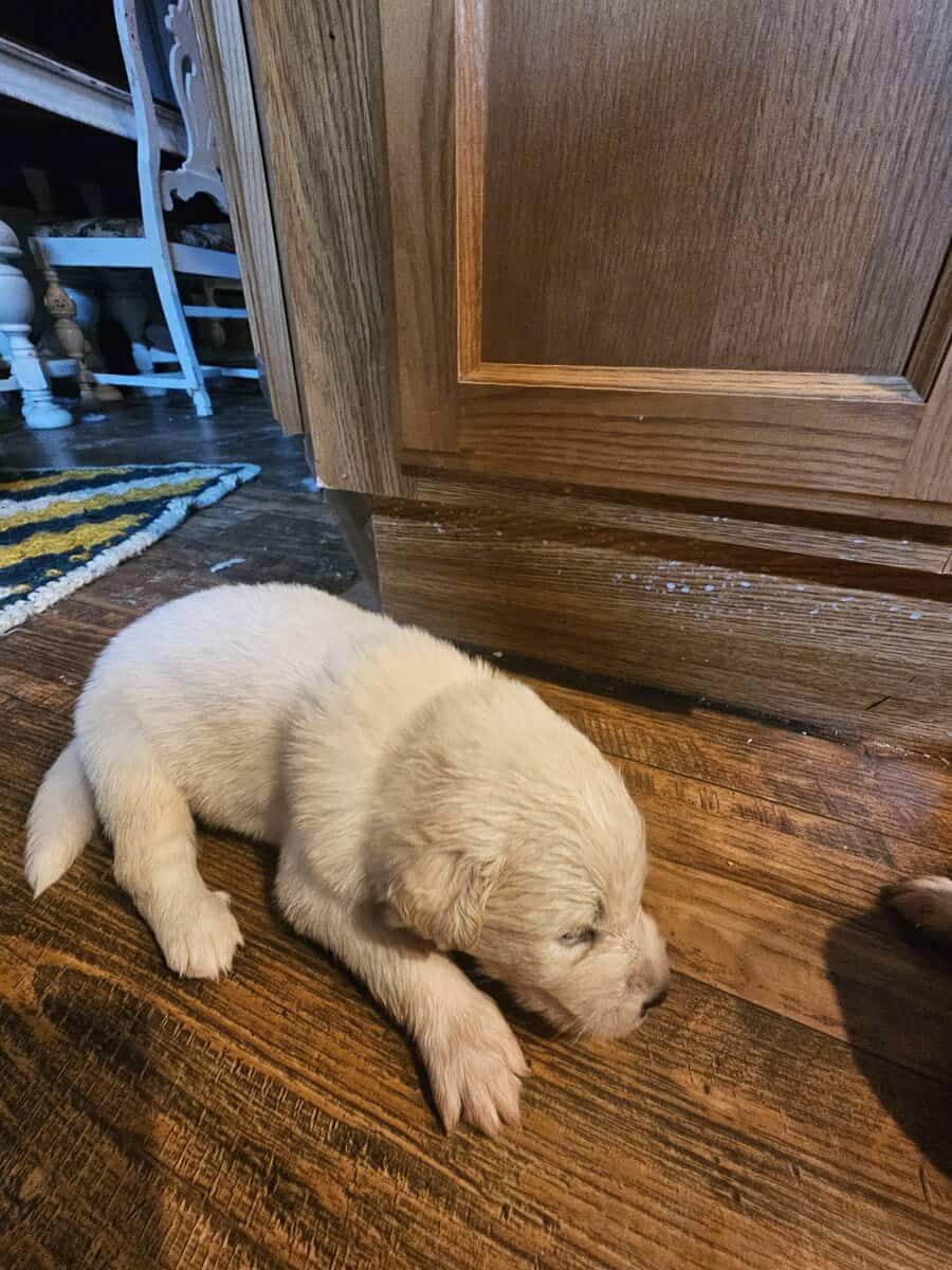 11 malamute mix puppies image 9