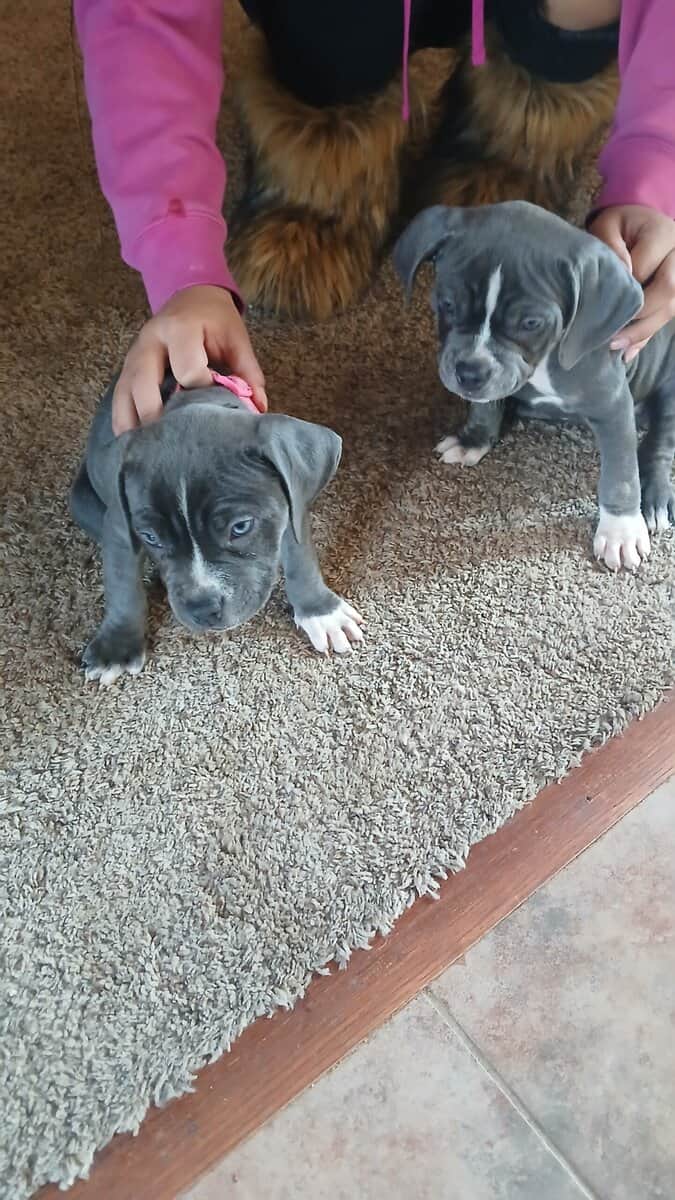 Pure Blue Pitbulls image 6