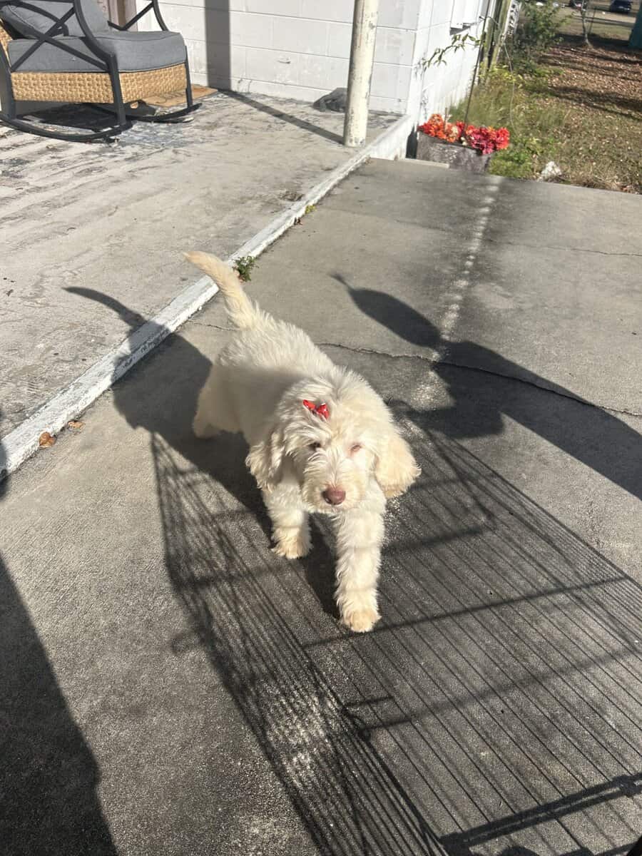 Labradoodle puppy image 6