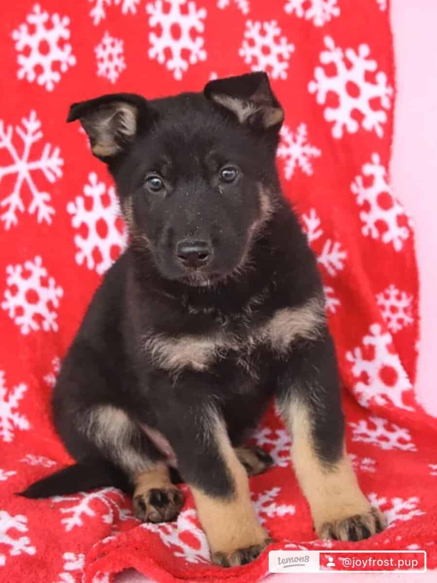 5month pure German Shepherd image 8