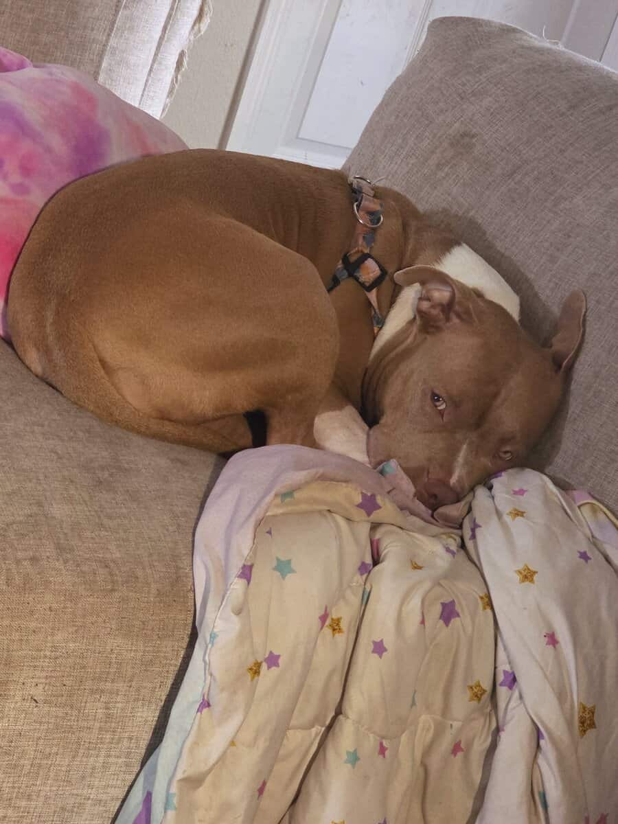Red and Blue nose Pit image 3
