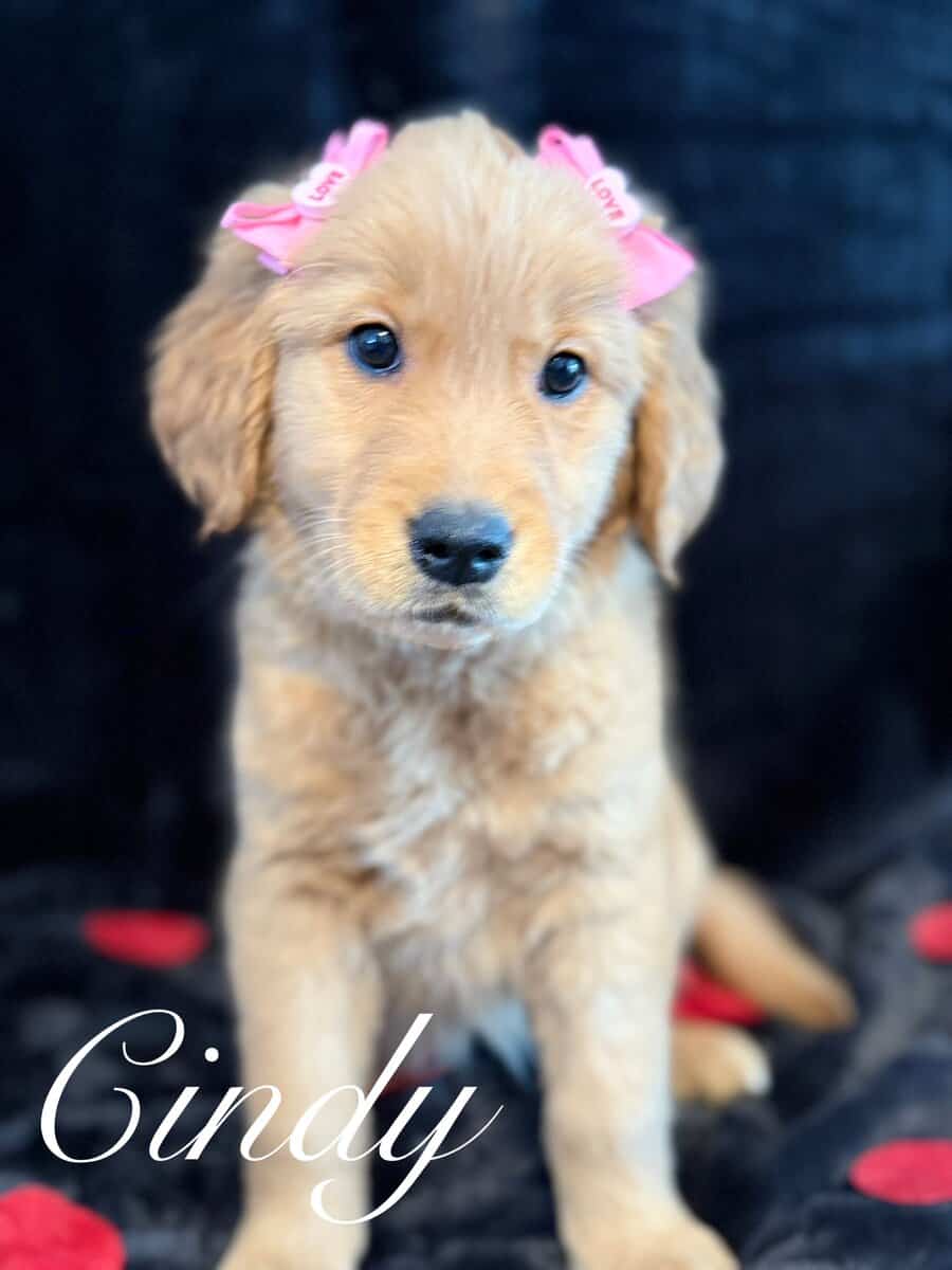 Golden Retriever Puppies image 1