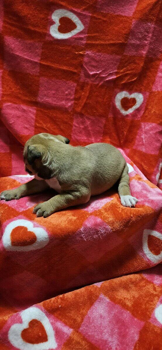Ioeba registered Olde English Bulldogge image 8