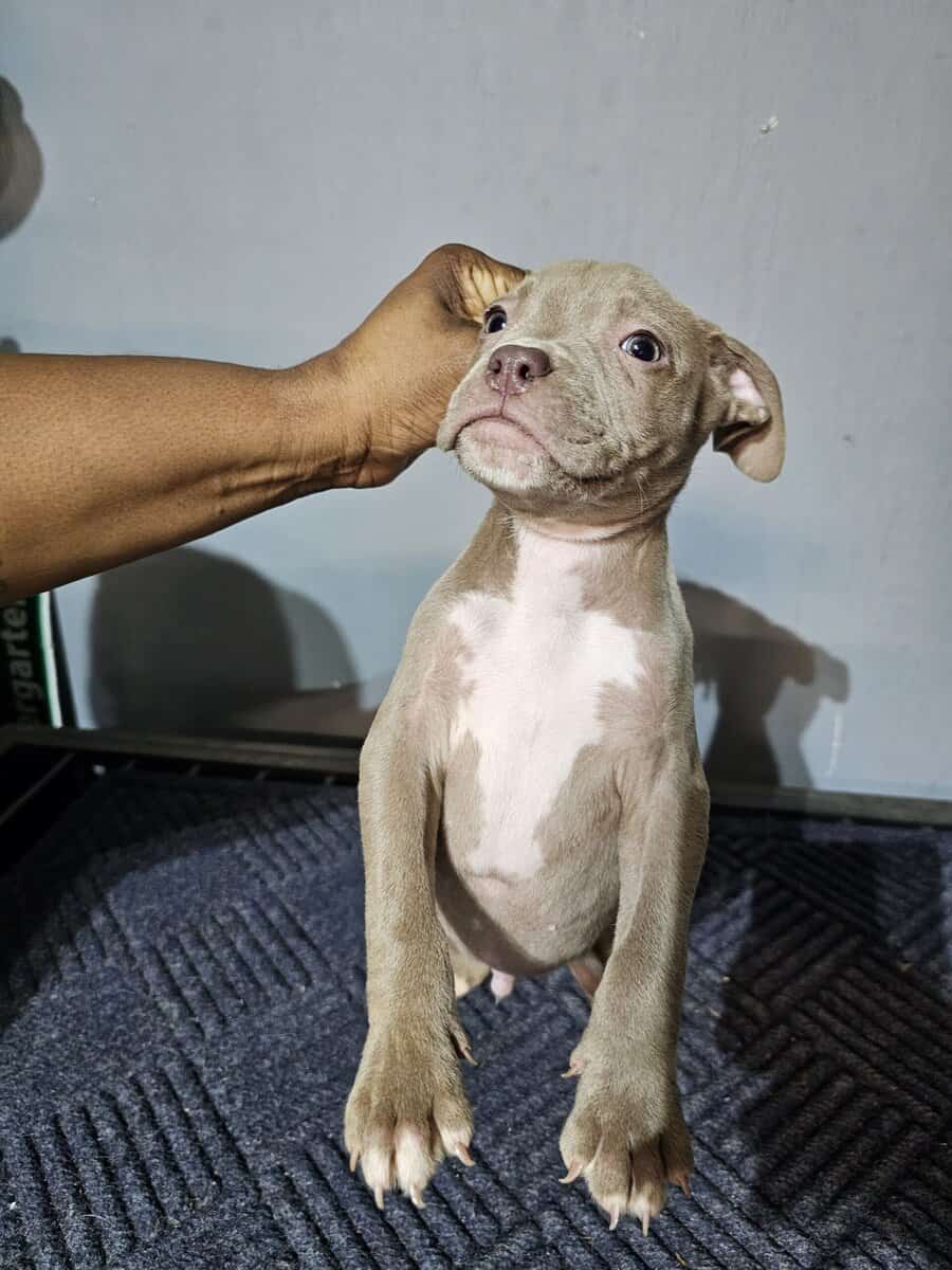 Bully puppies for sale image 5