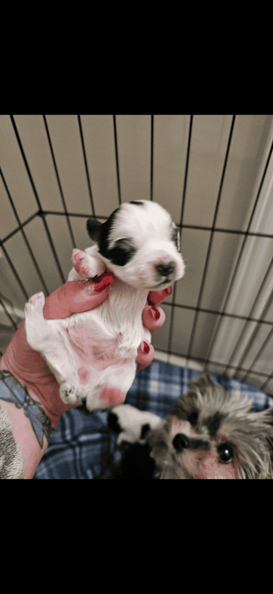 AKC Yorkies image 7