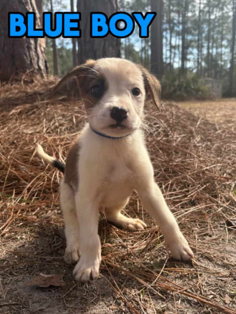 Aussie x Blackmouth Cur puppies for adoption image 13
