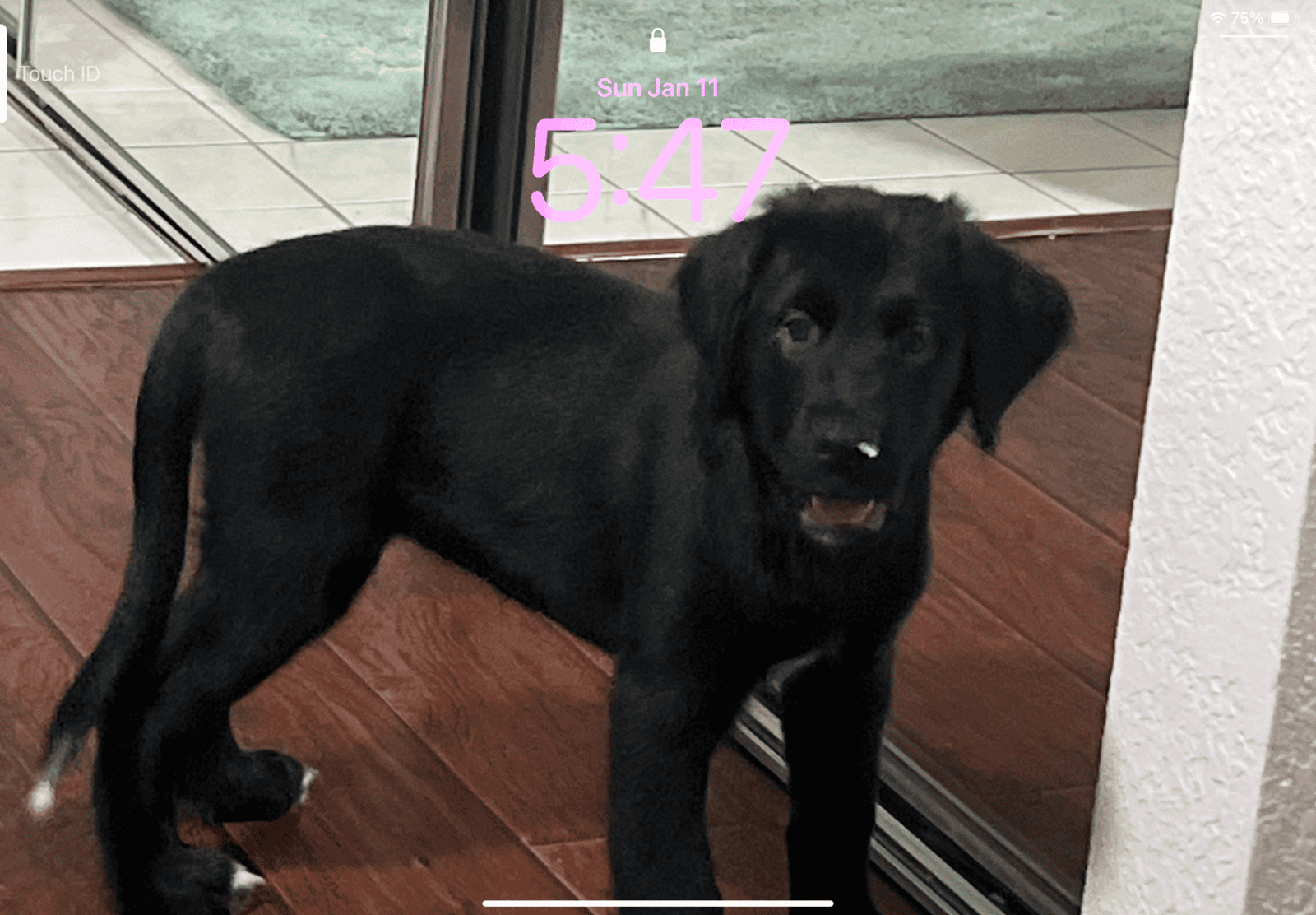 Golden retriever/ Bernese Mountain doodle image 2