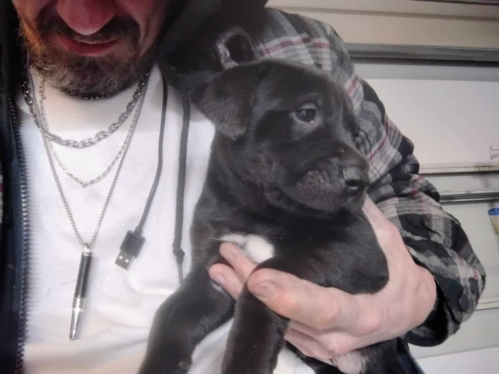 Free Puppies image 4