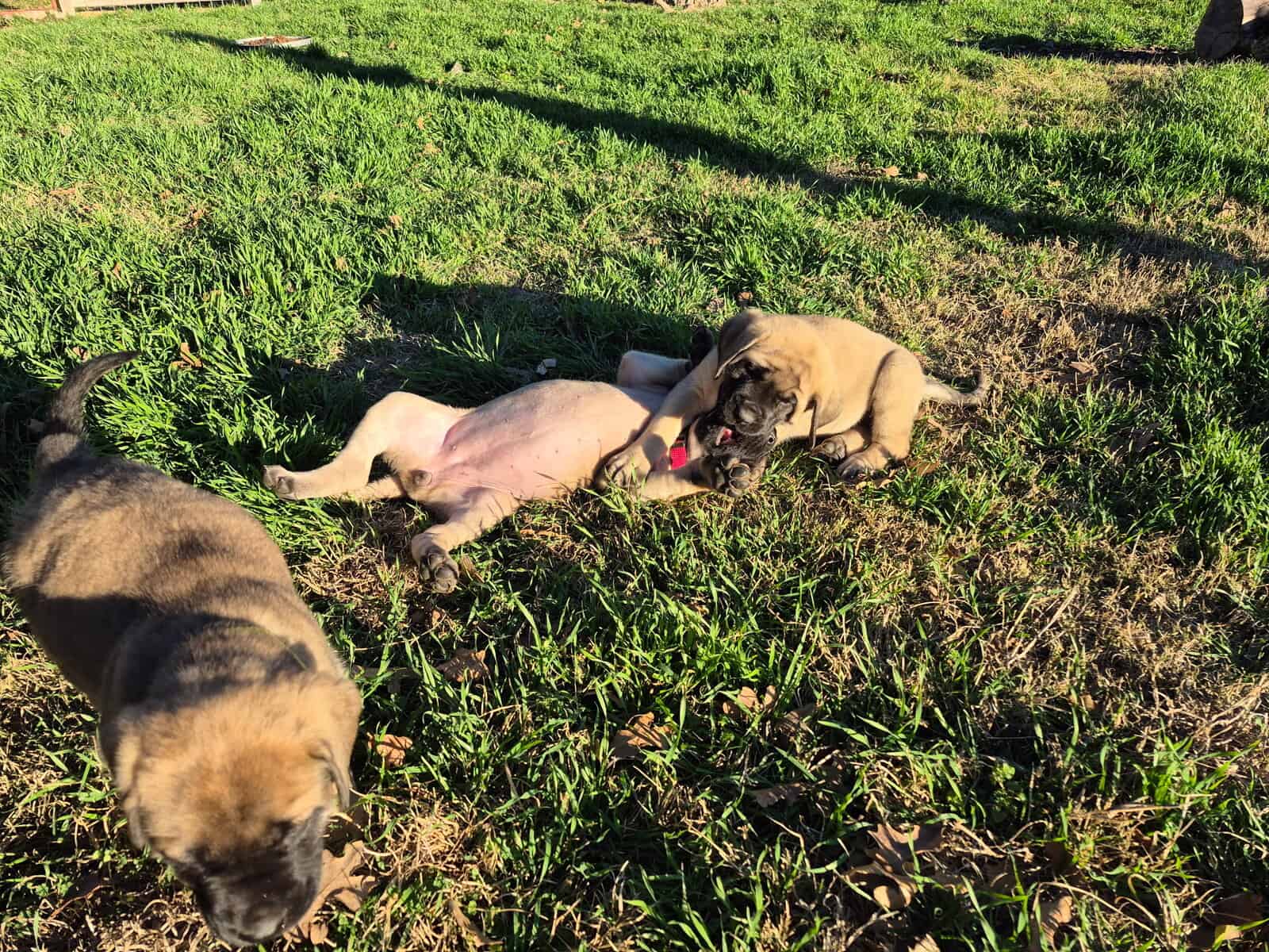 Mastiff image 22