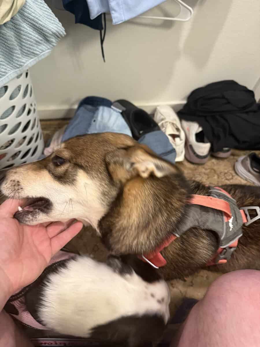 Husky / German shepherd free image 3