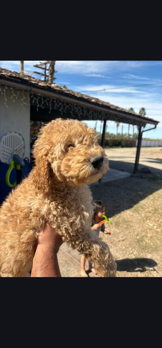 Udon - Family raised Male F1B Goldendoodle image 2