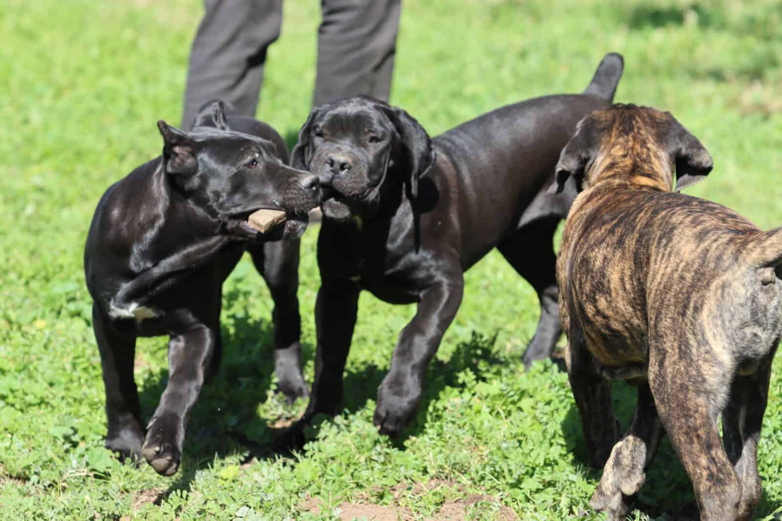 Cane Corso Puppies image 6