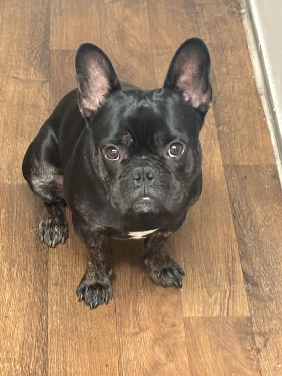 Purebred French Bulldog (With Papers) – 1½ Years O image 3