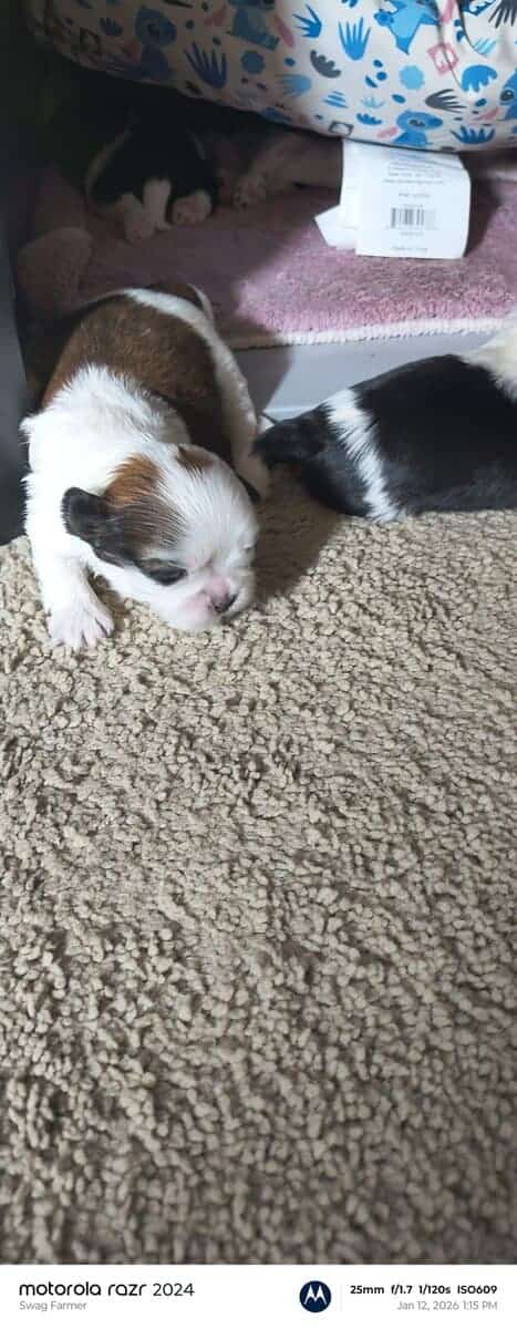 Puppies for loving home image 6
