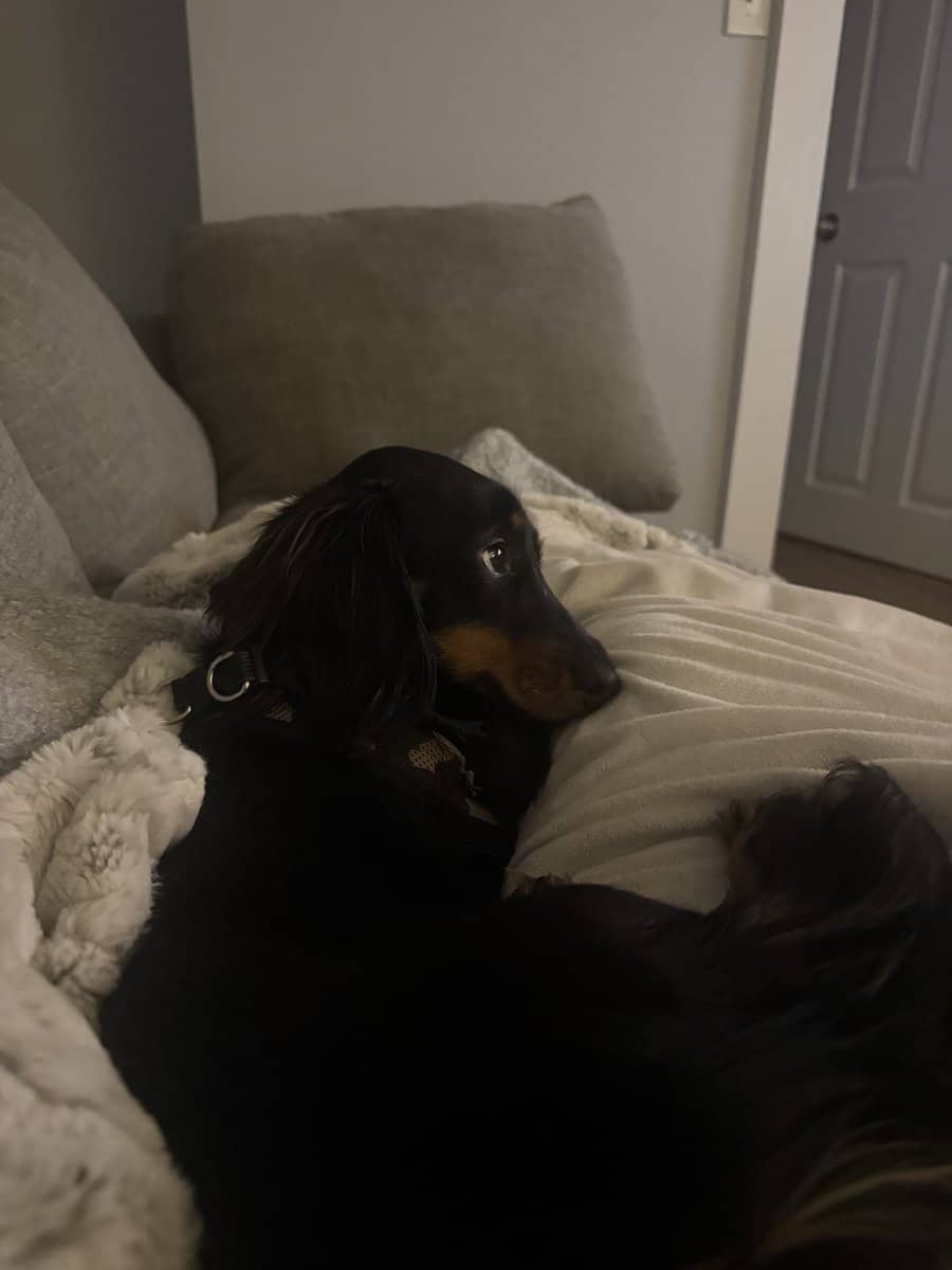 Rehoming my puppy image 2