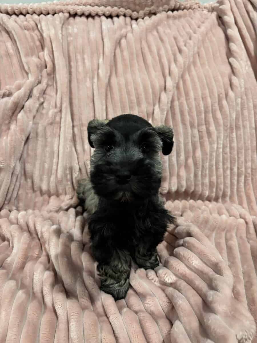 Mini Schnauzer image 2