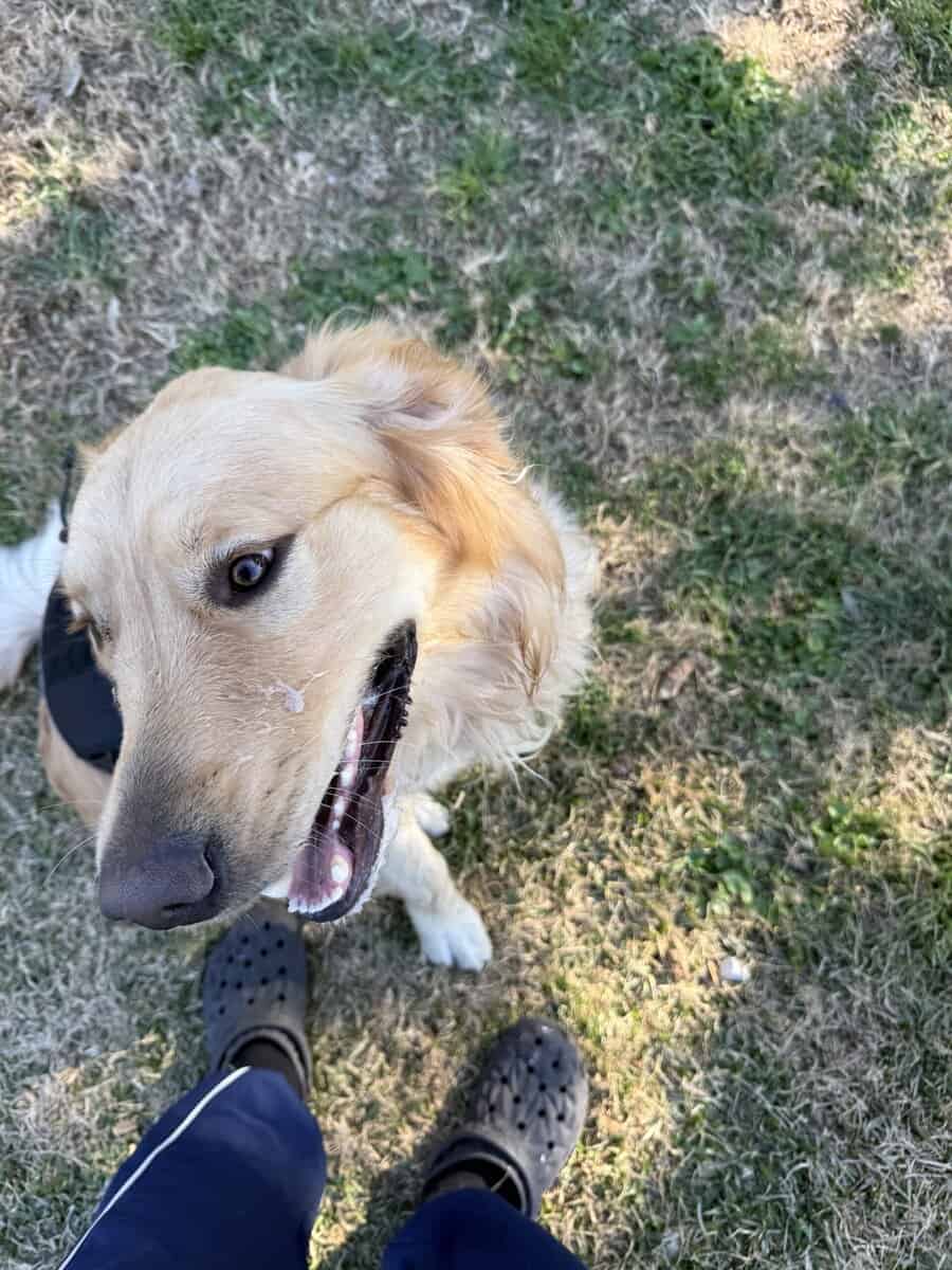 Golden retriever rehoming image 2