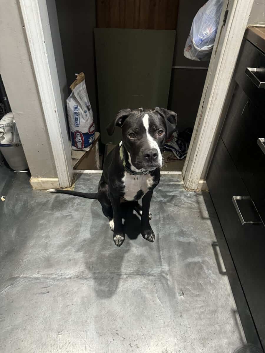 1.5 year old Pitt terrier looking for forever home image 3