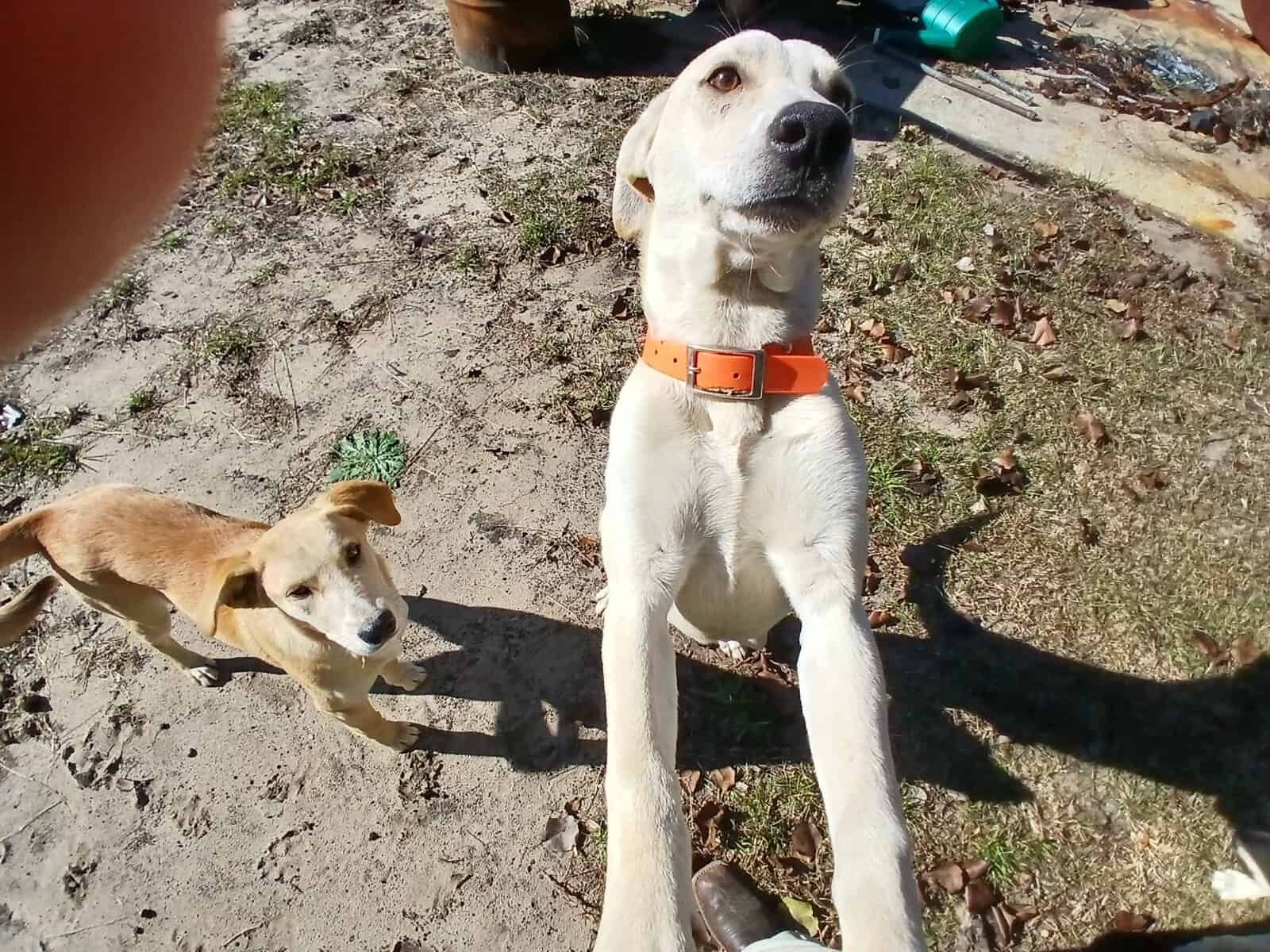 Free puppy image 3